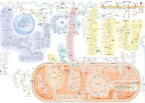 Lernposter Biochemie