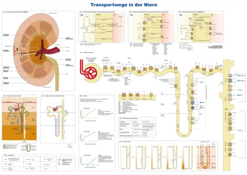 Lernposter Nephron